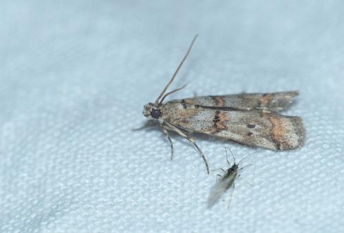 Khorassania compositella